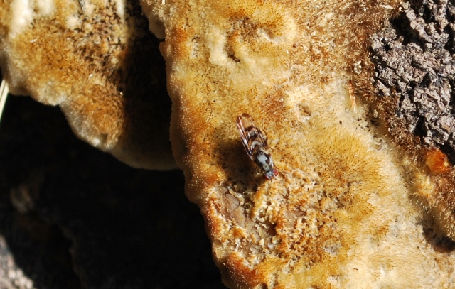 Myennis octopunctata (Ulidiidae).